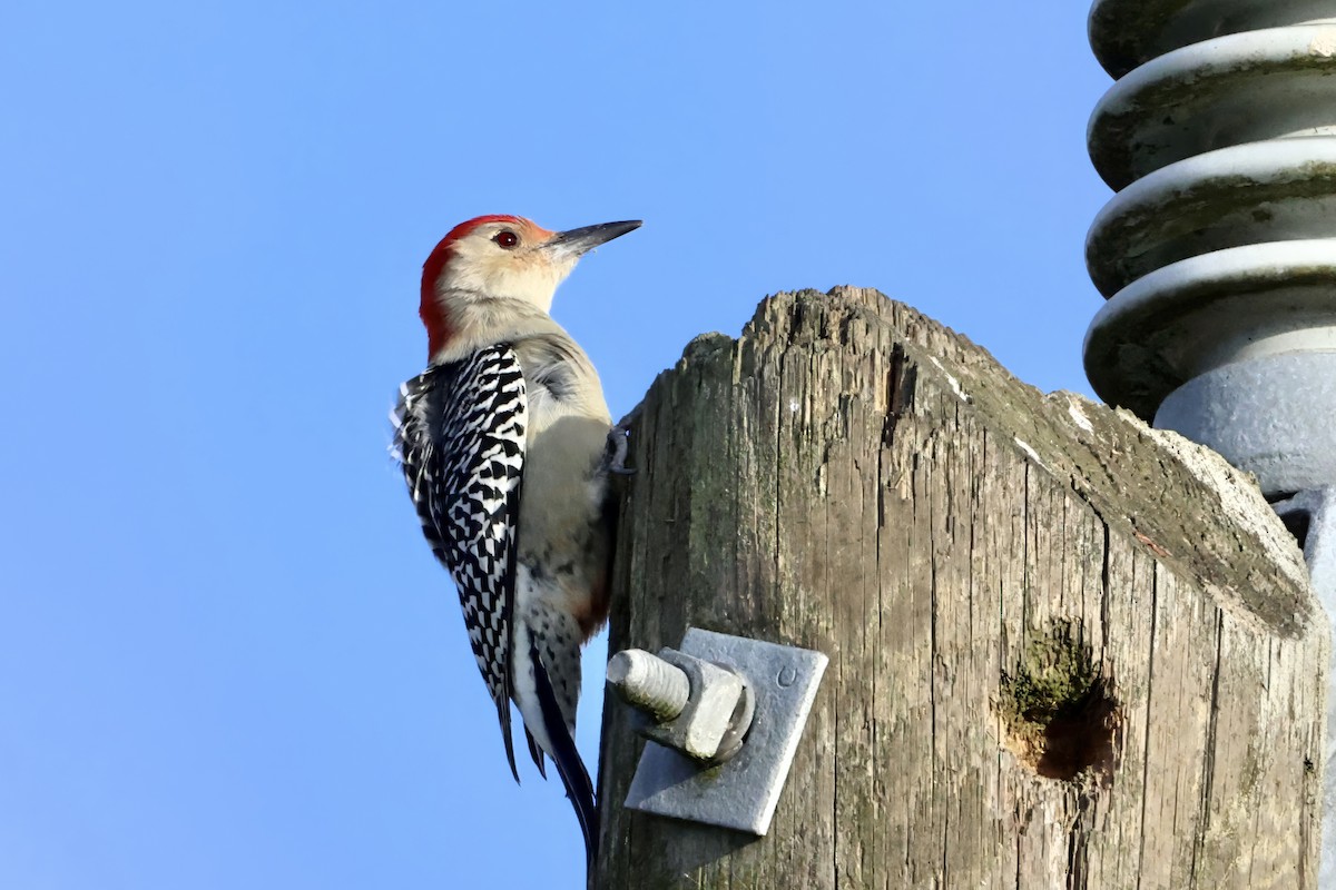 Carpintero de Carolina - ML645197576