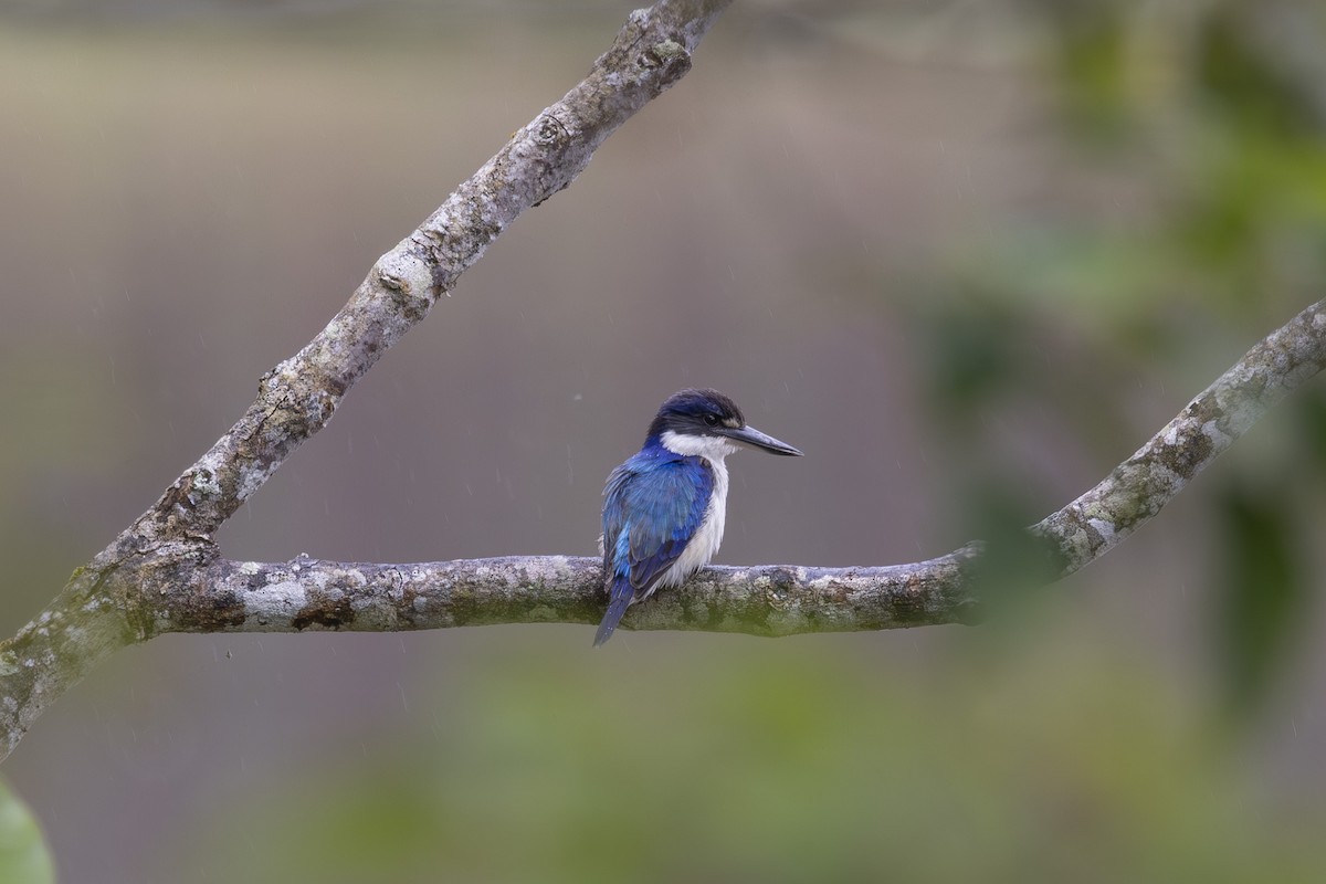 Forest Kingfisher - ML645197598