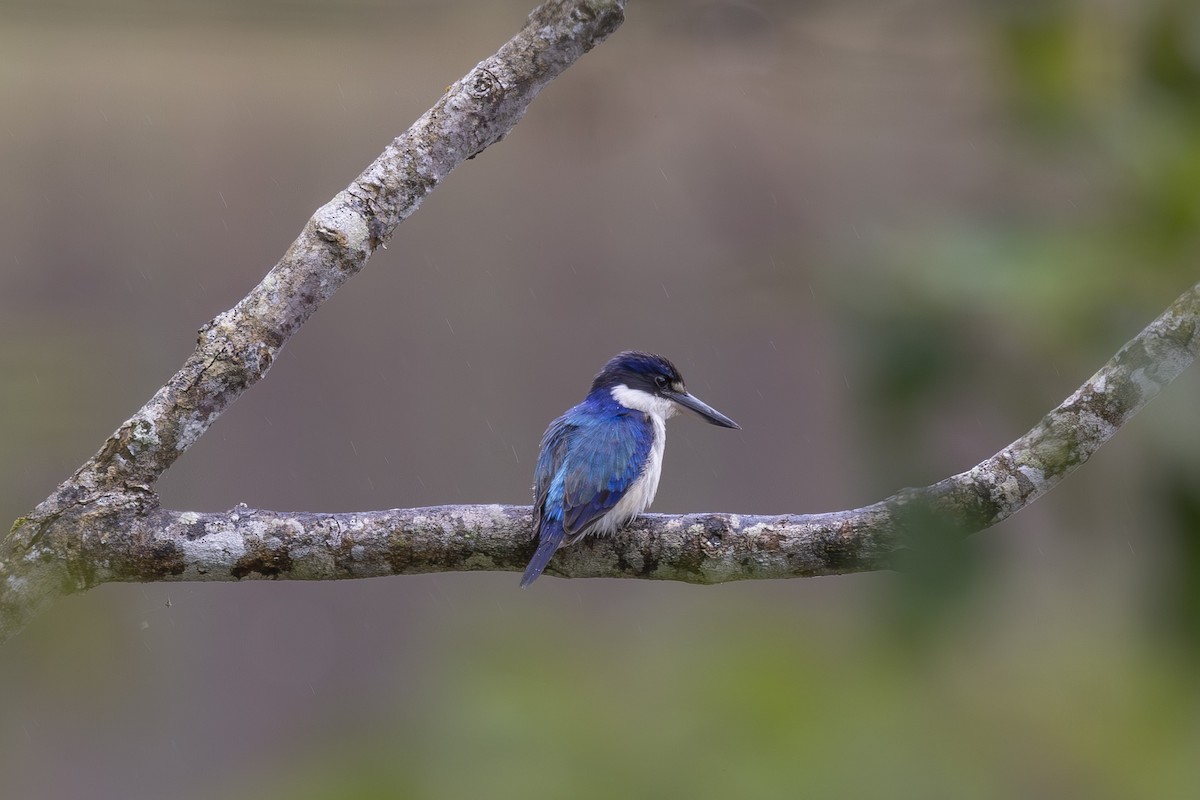Forest Kingfisher - ML645197599