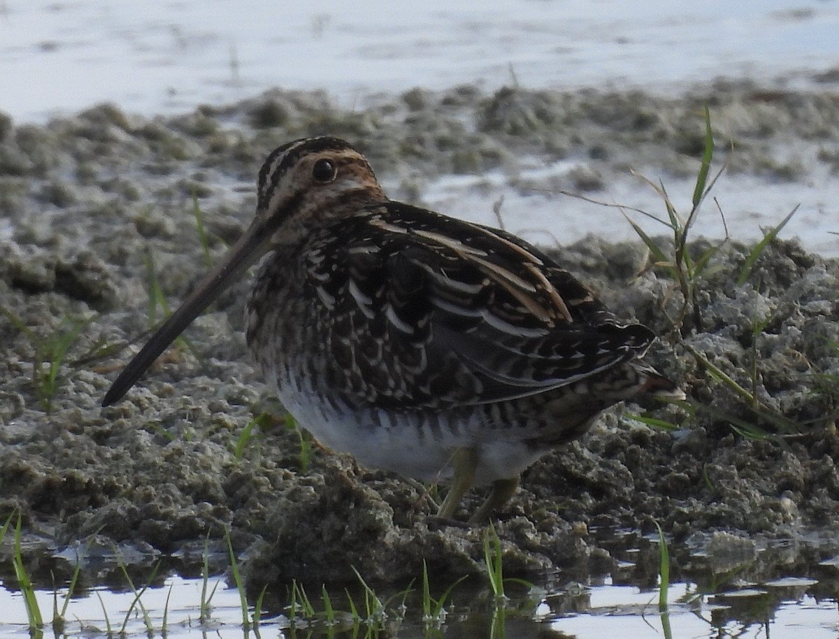 Шөвгөн хараалж - ML645197620