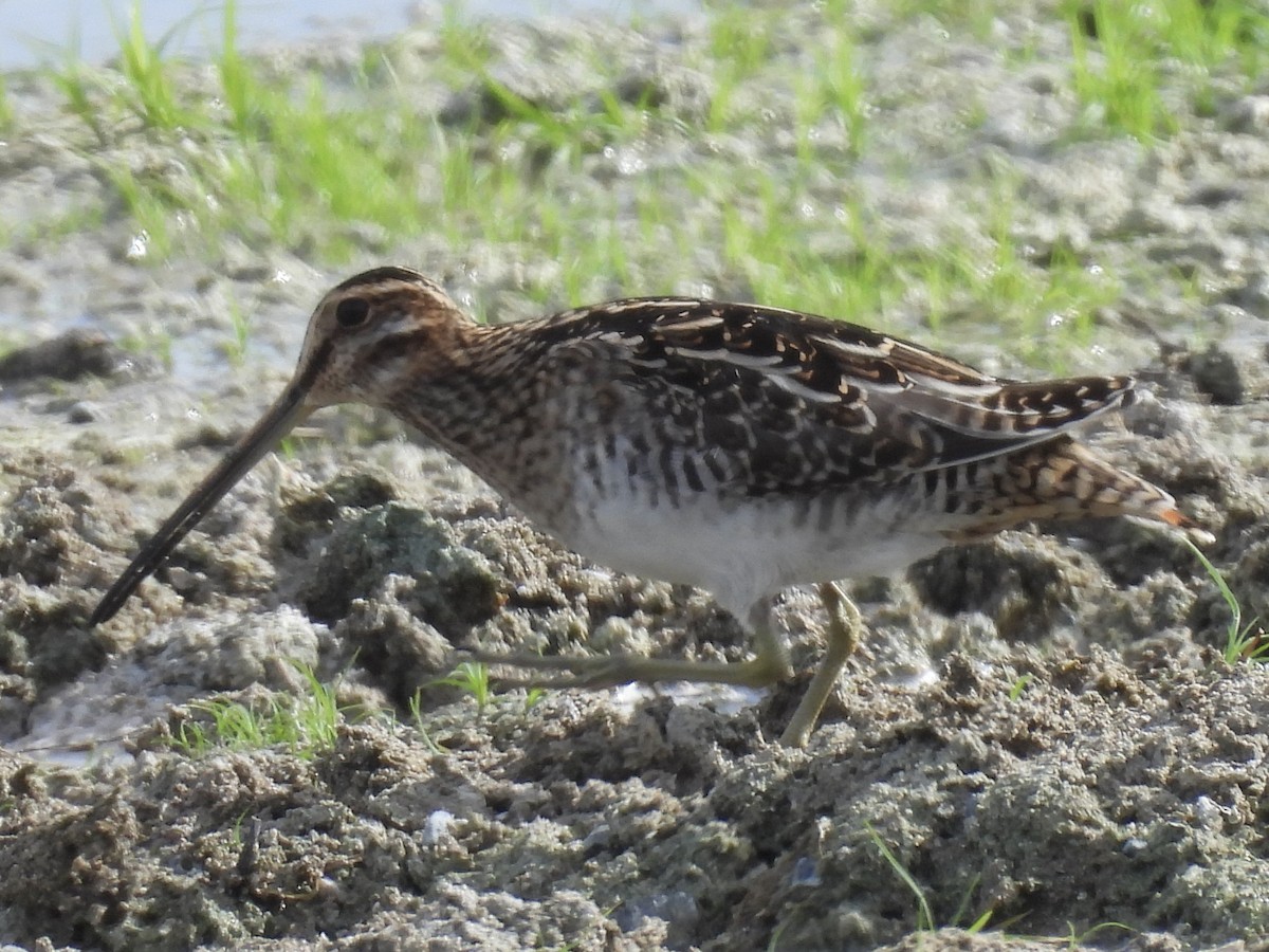 Шөвгөн хараалж - ML645197621