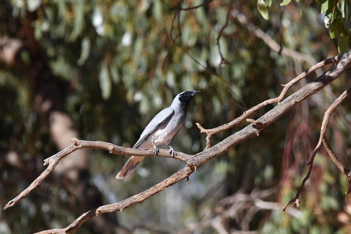 Black-faced Cuckooshrike - ML645197628