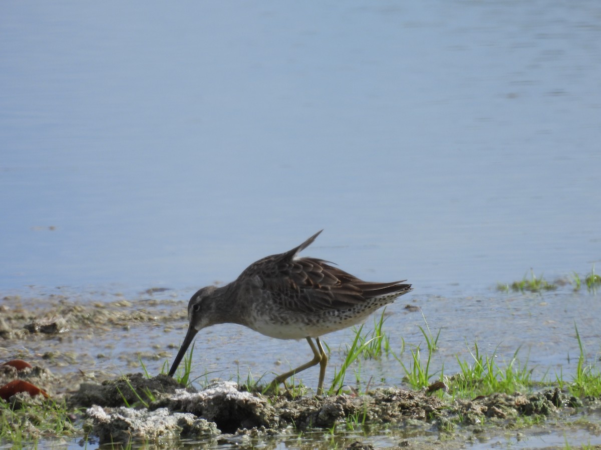 Хараалжин цууцил - ML645197630