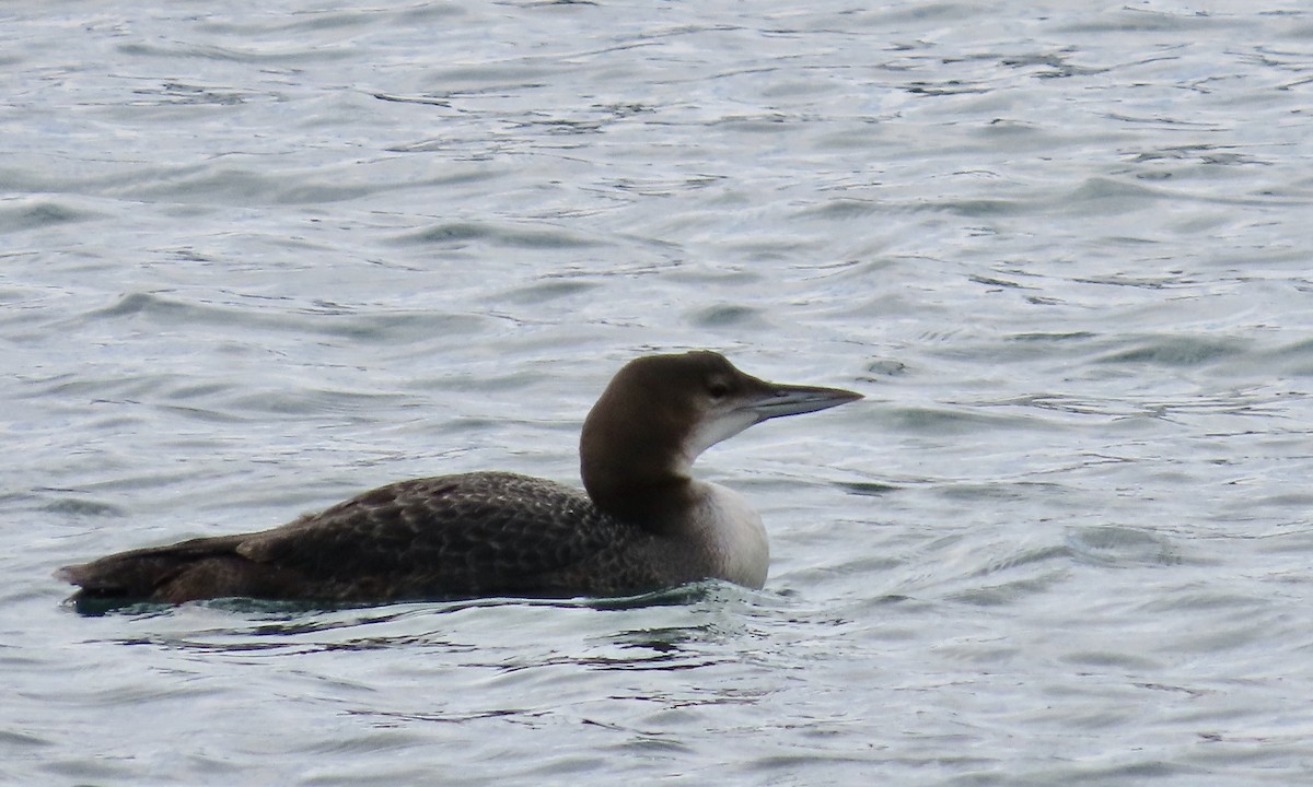 Common Loon - ML645197637