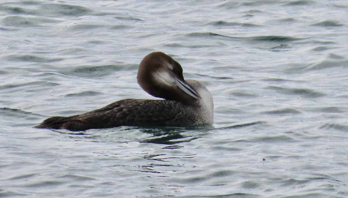 Common Loon - ML645197639