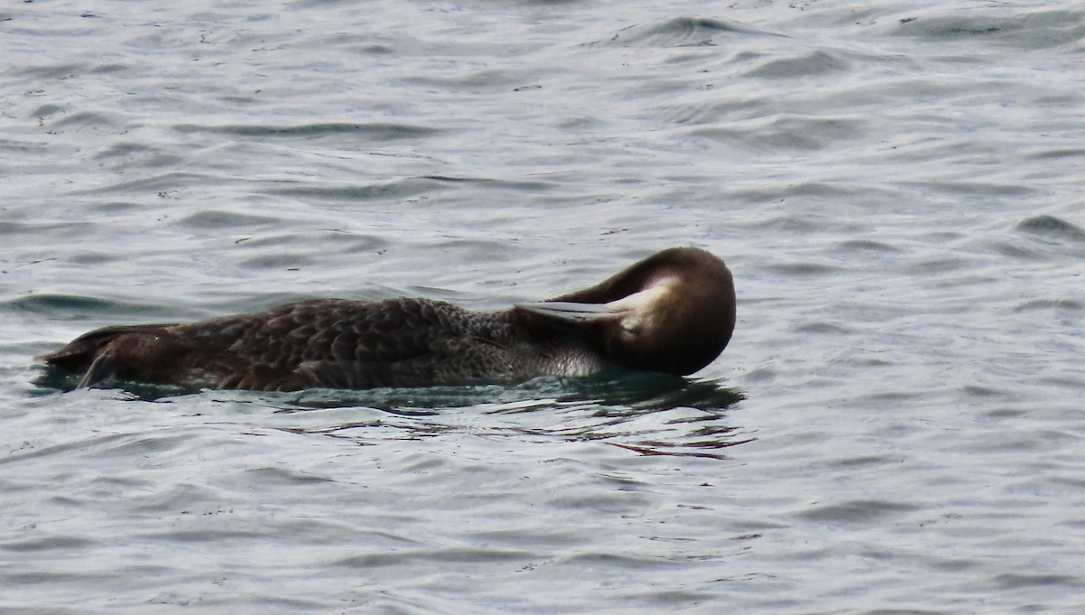Common Loon - ML645197641