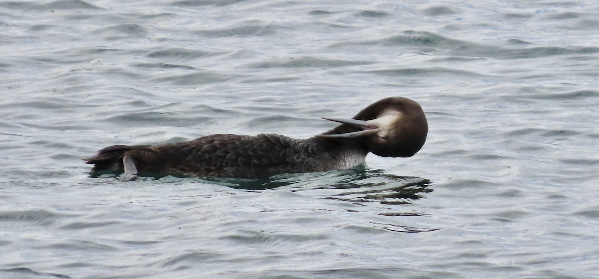 Common Loon - ML645197645