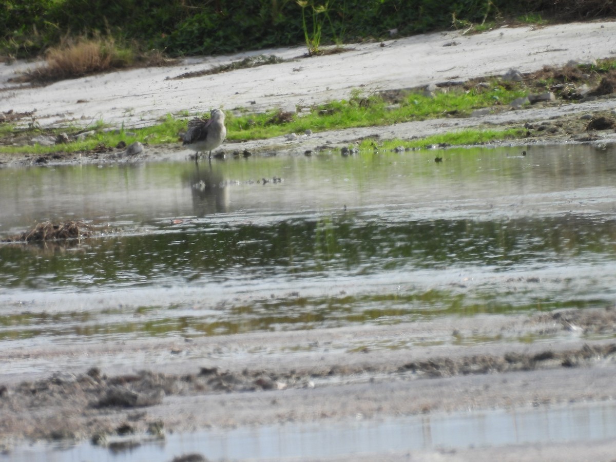 Хурган цууцал - ML645197646