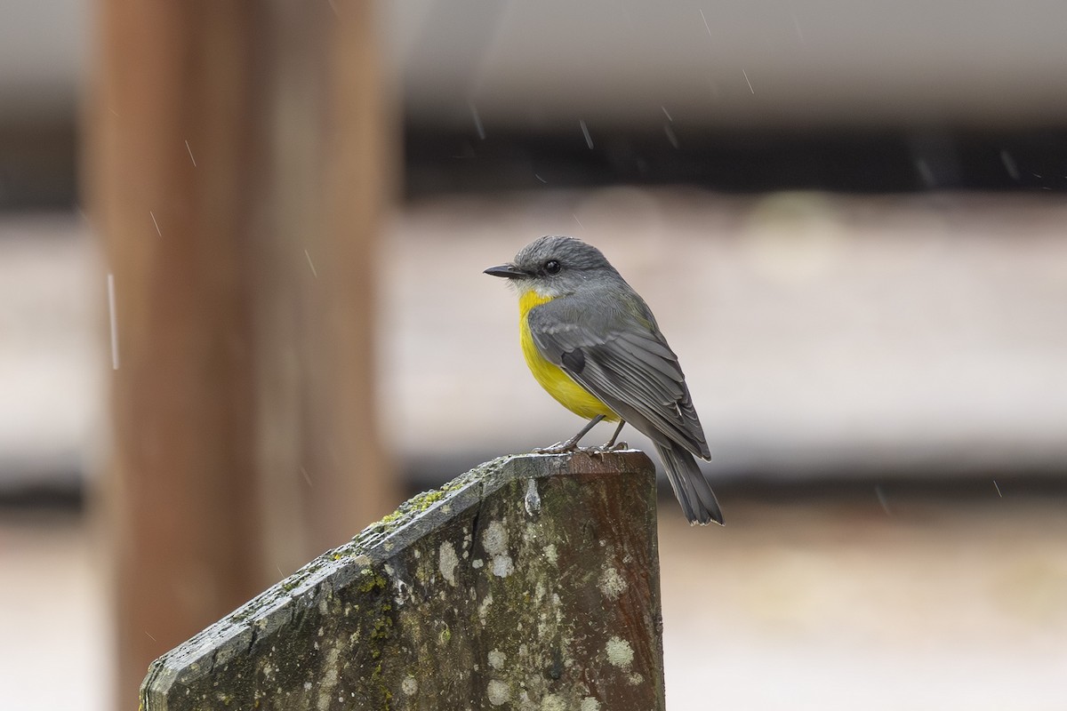 Doğulu Sarı Bülbül - ML645197688