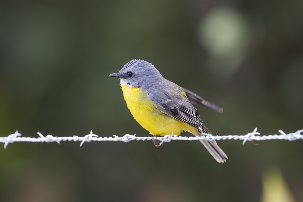 Doğulu Sarı Bülbül - ML645197689