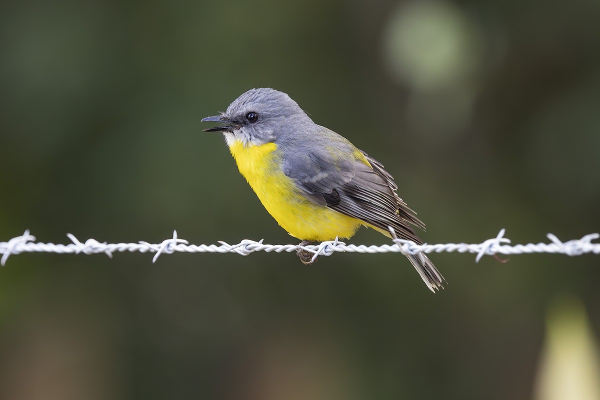 Doğulu Sarı Bülbül - ML645197690