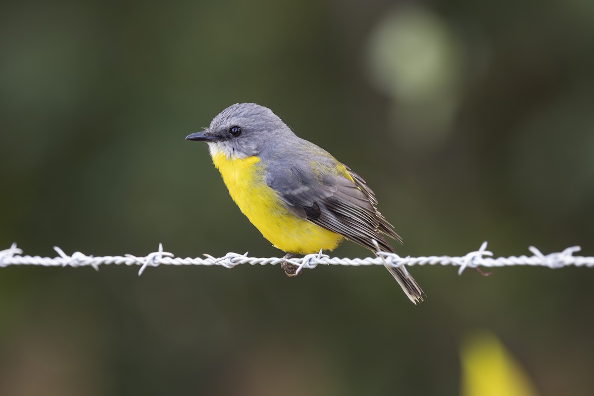 Doğulu Sarı Bülbül - ML645197691