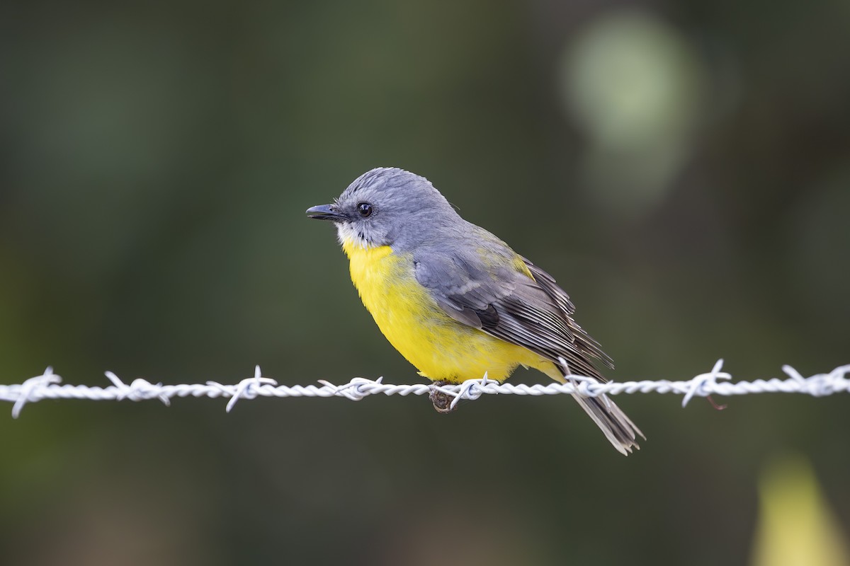 Doğulu Sarı Bülbül - ML645197692