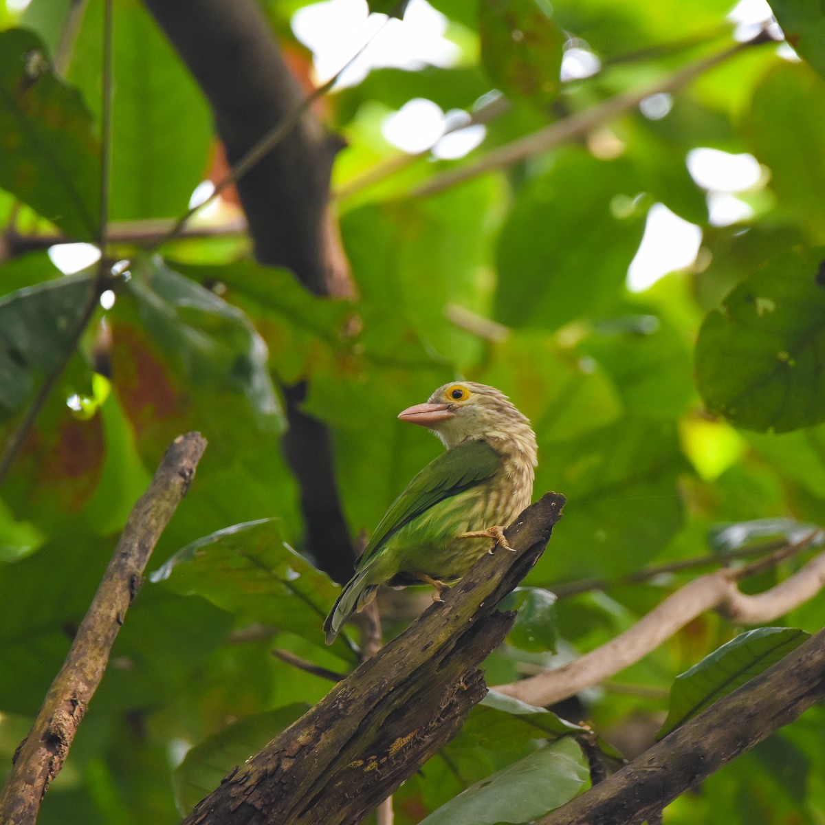 Lineated Barbet - ML645197693