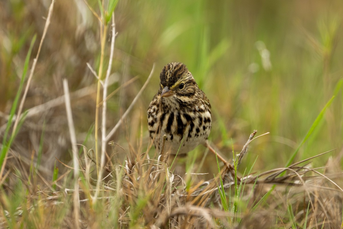 Пасовник савановий - ML645197704