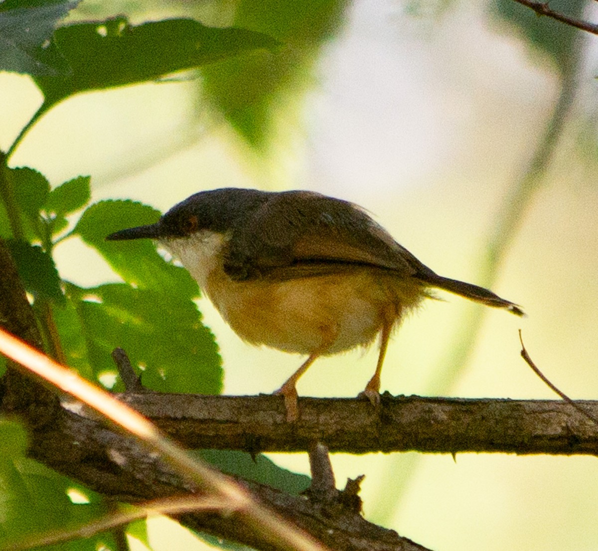 Ashy Prinia - ML645197705