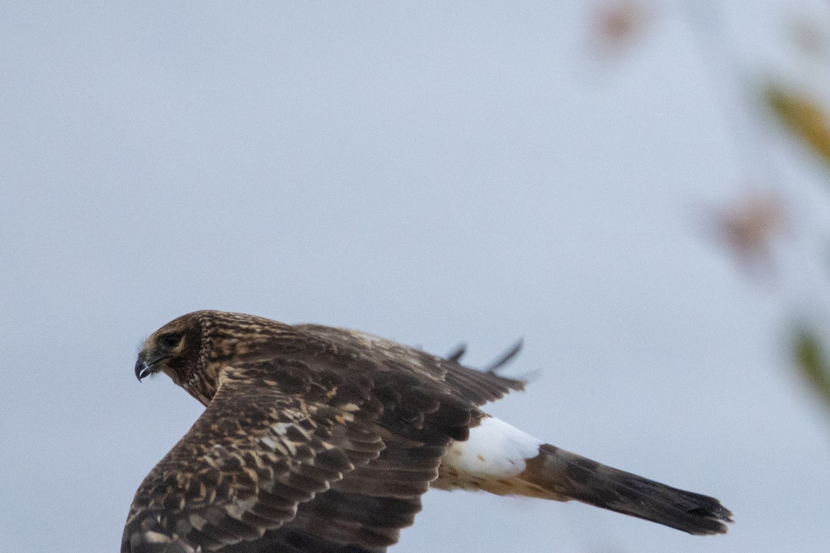 mørkmyrhauk - ML645197711