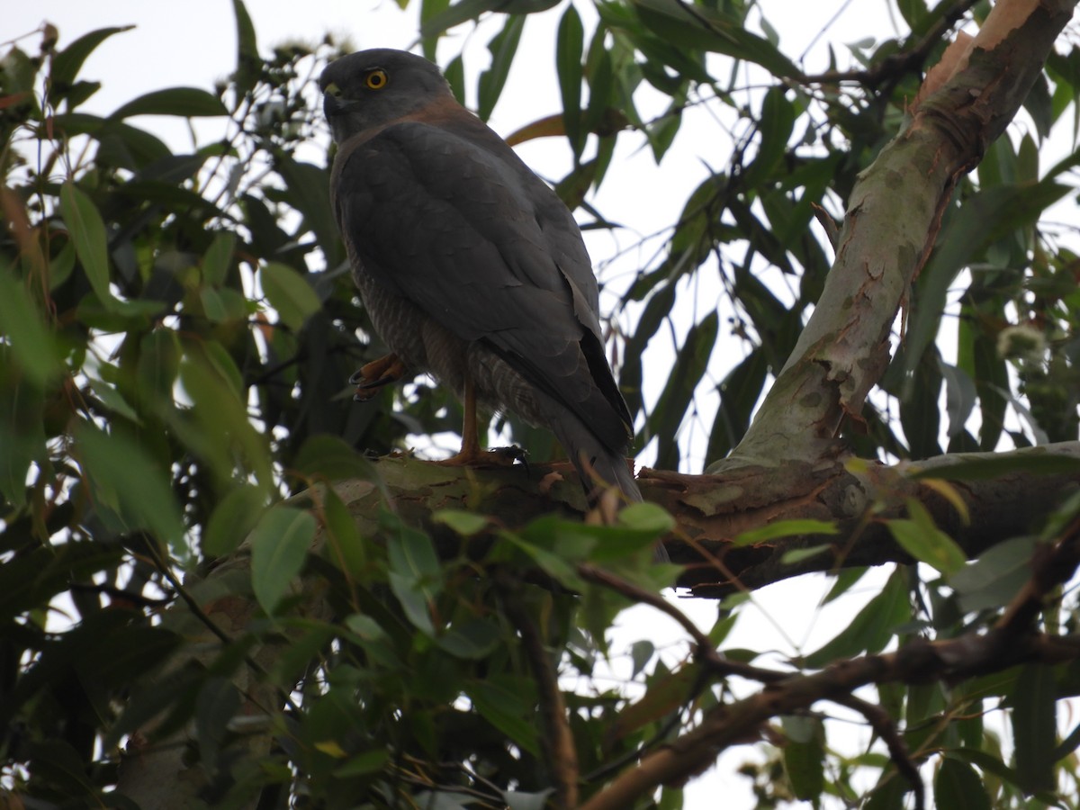 Brown Goshawk - ML645197759
