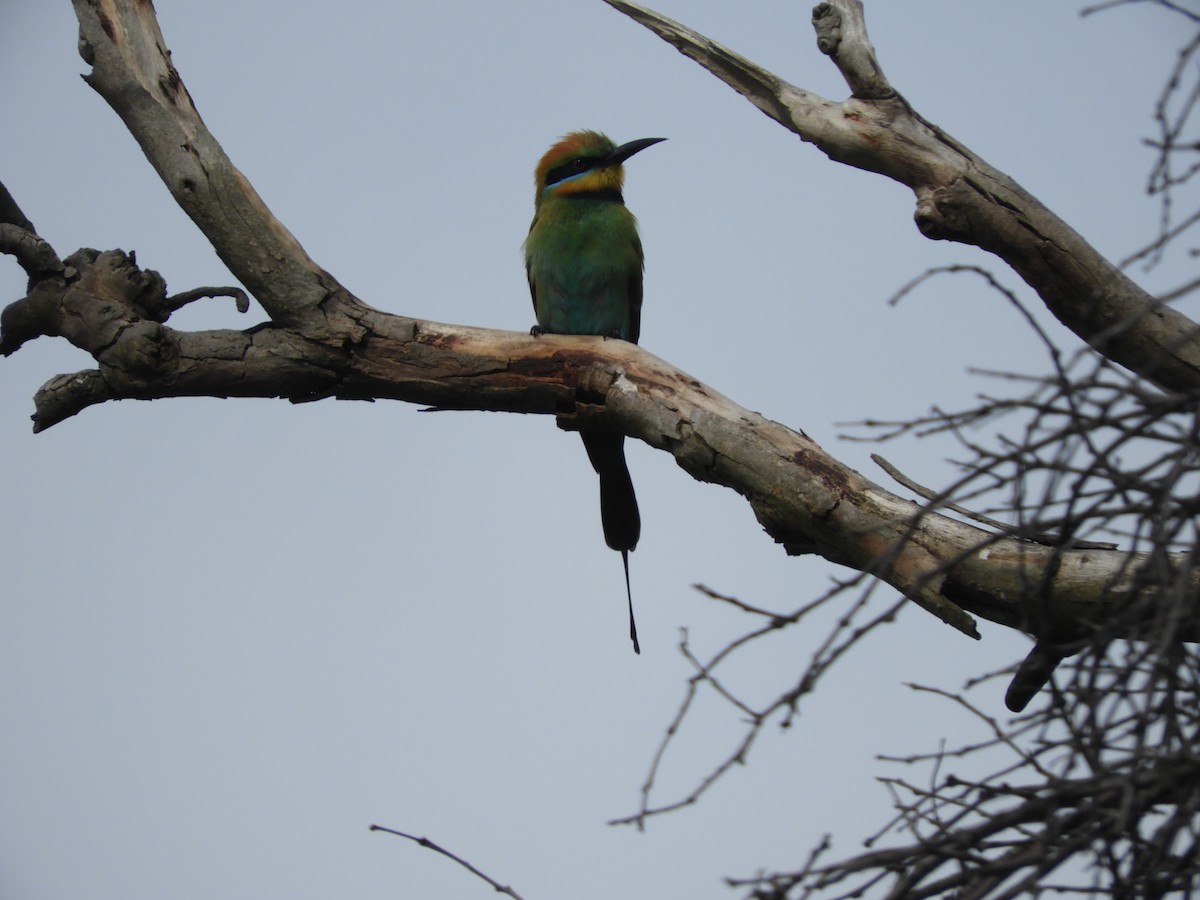 Rainbow Bee-eater - ML645197763