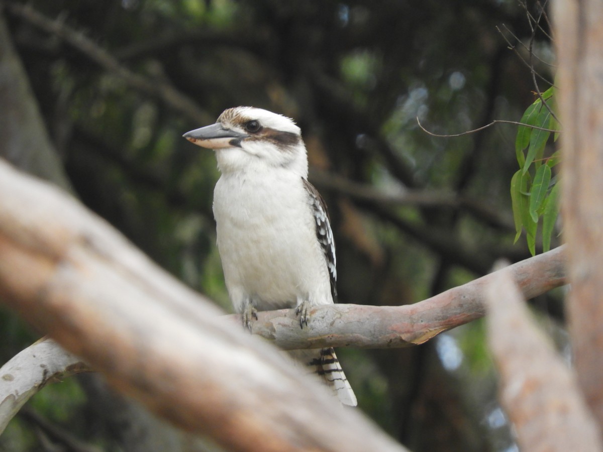 Laughing Kookaburra - ML645197768