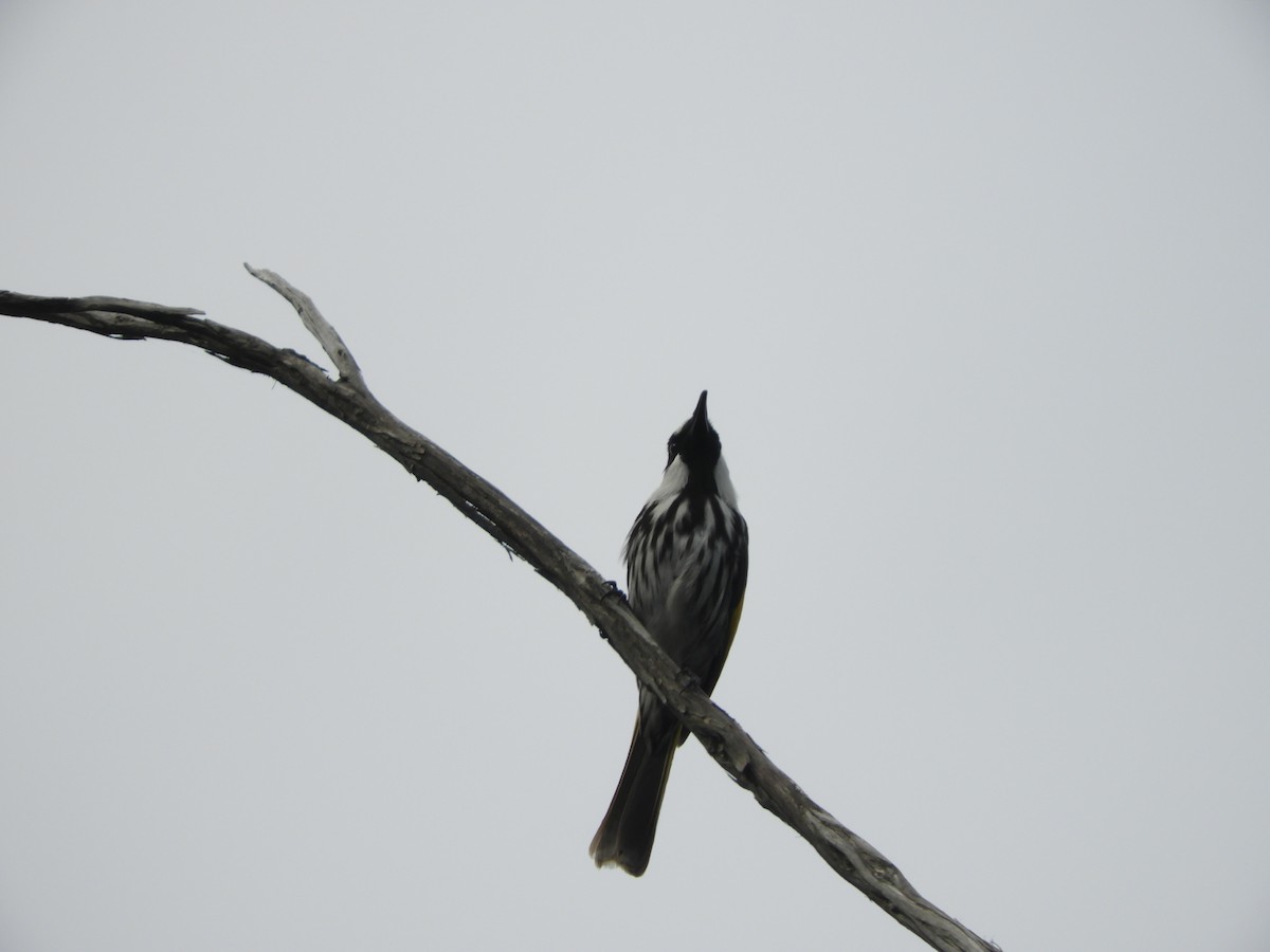 White-cheeked Honeyeater - ML645197769