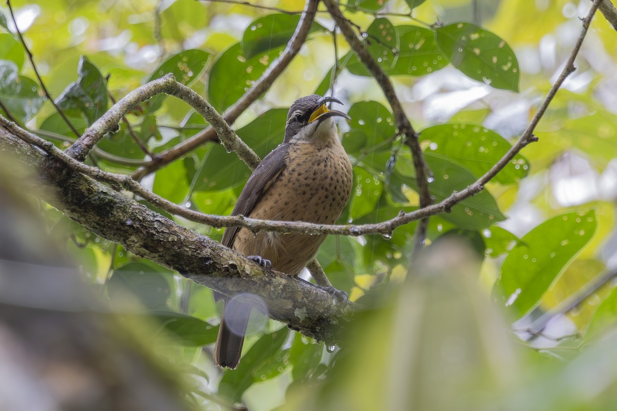 Оздобник малий - ML645197773