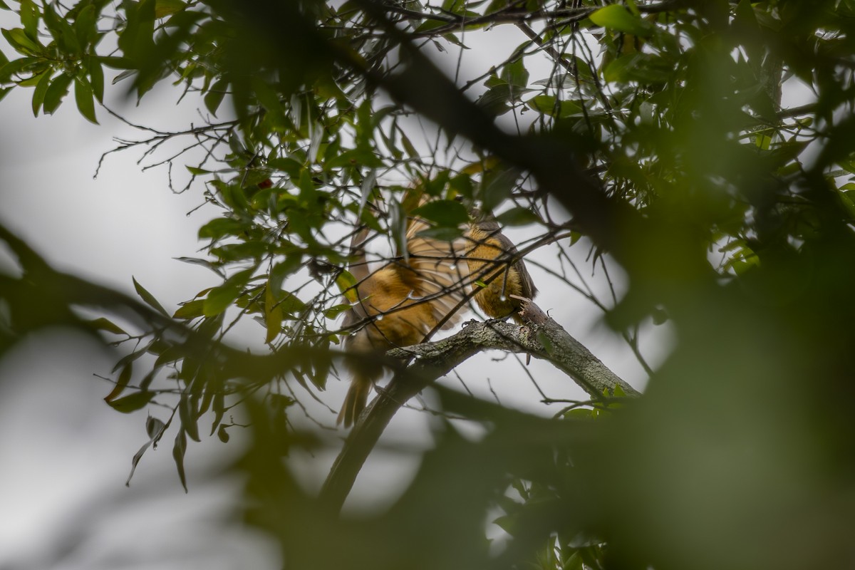 Оздобник малий - ML645197774