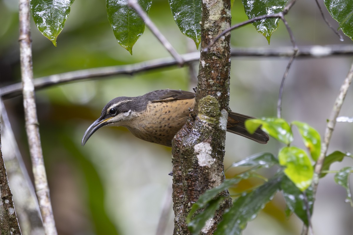 Оздобник малий - ML645197776