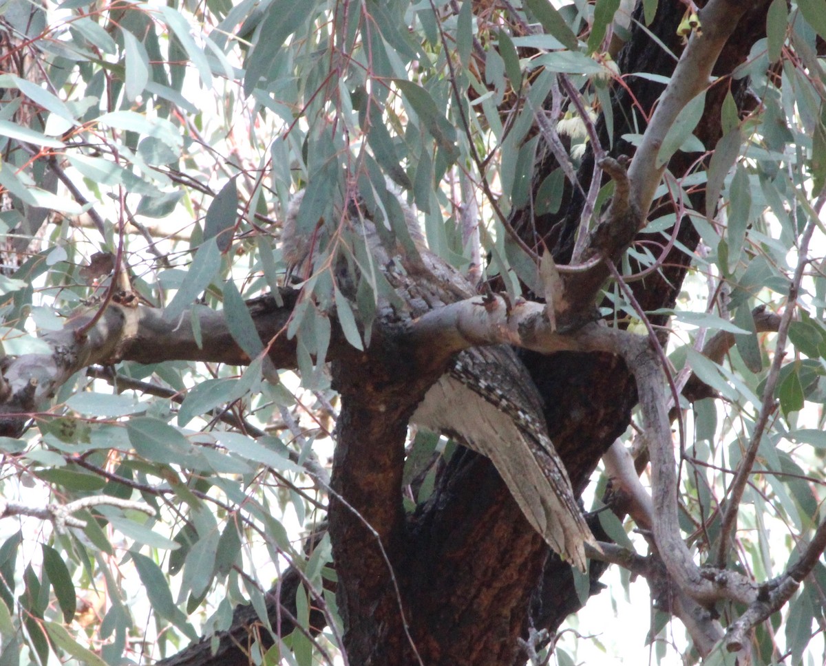 Білоніг австралійський - ML645197784