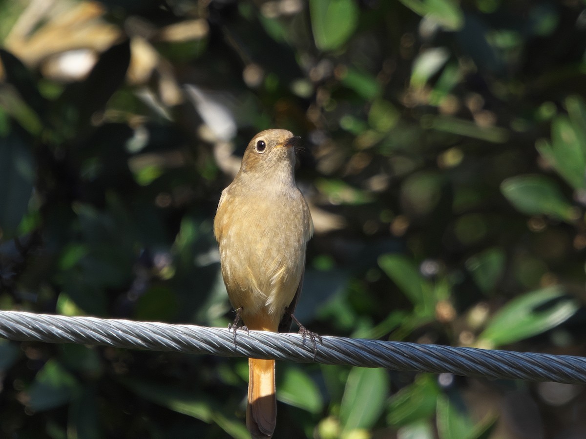 Горихвістка сибірська - ML645197786