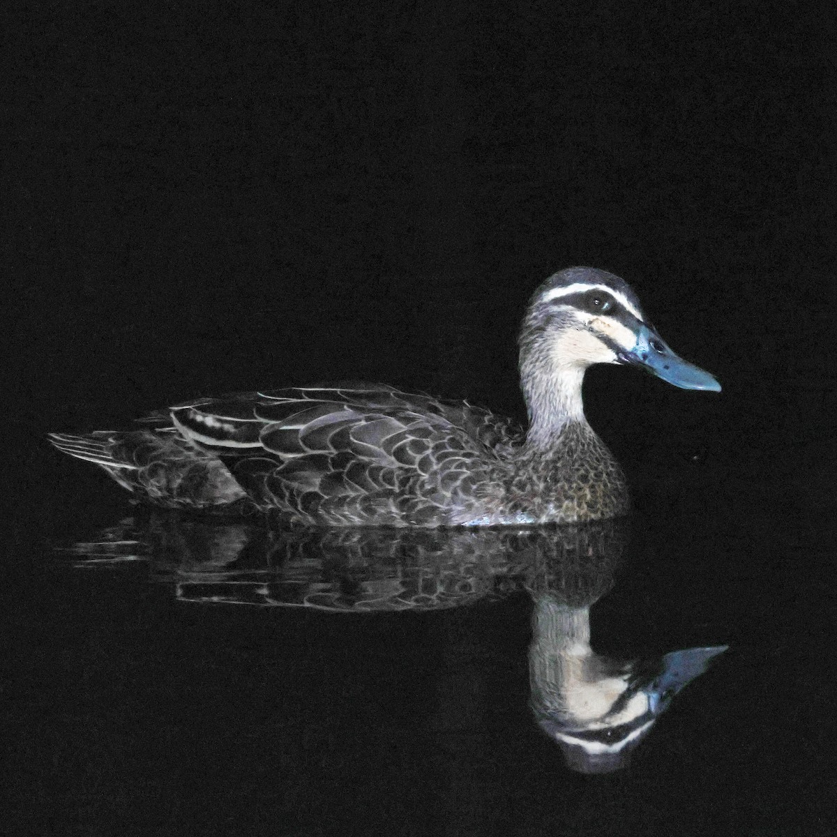 Крижень австралійський - ML645197788