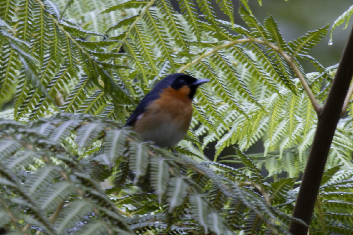 Australian Spectacled Monarch - ML645197789