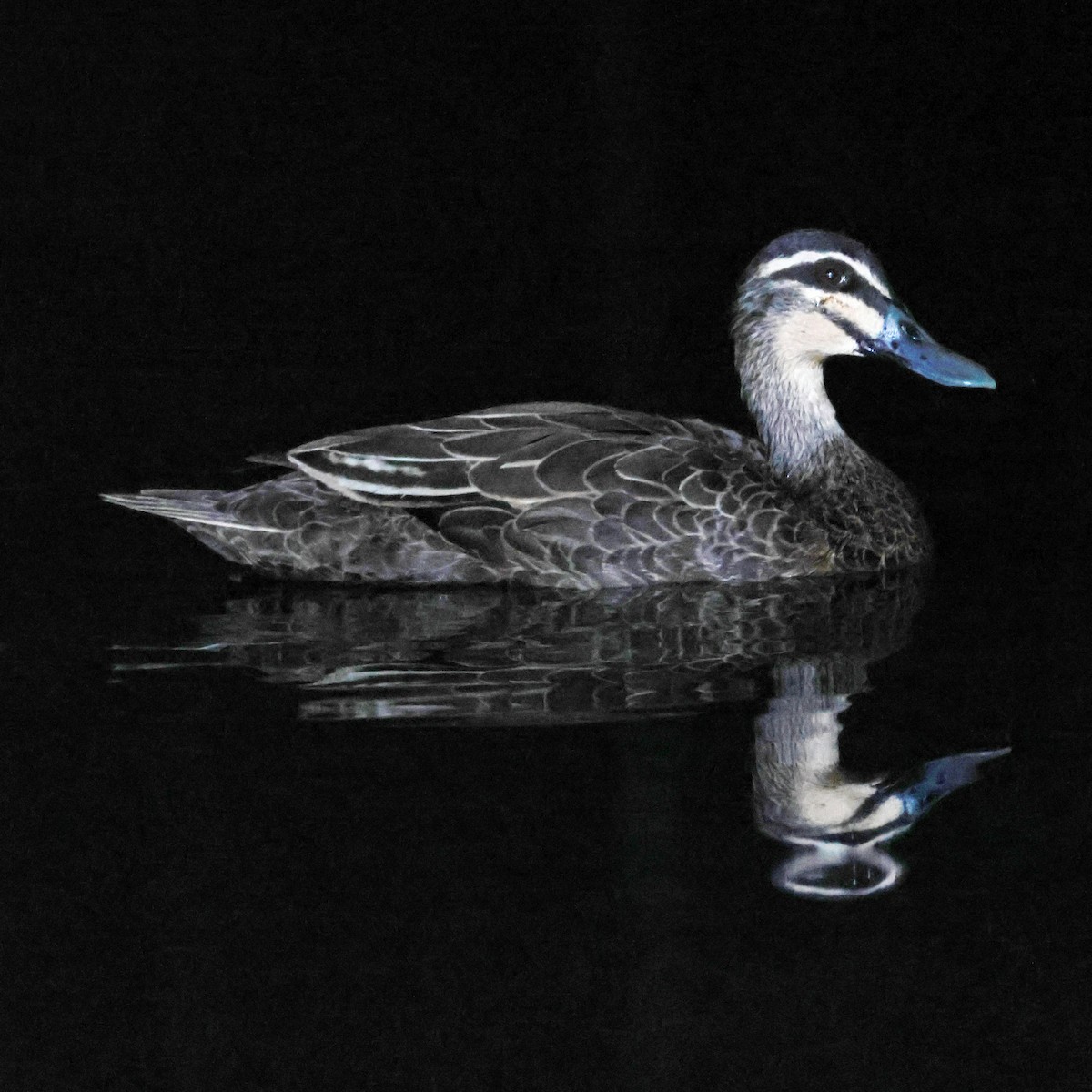 Крижень австралійський - ML645197790