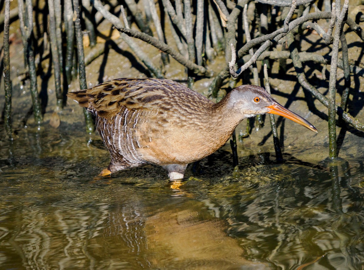 Пастушок узбережний (підвид saturatus/scottii) - ML645197791