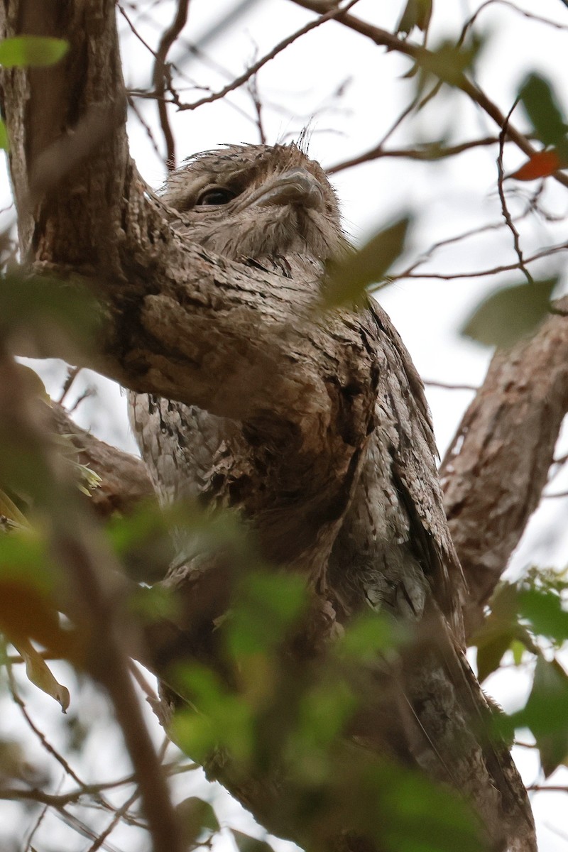Білоніг австралійський - ML645197792