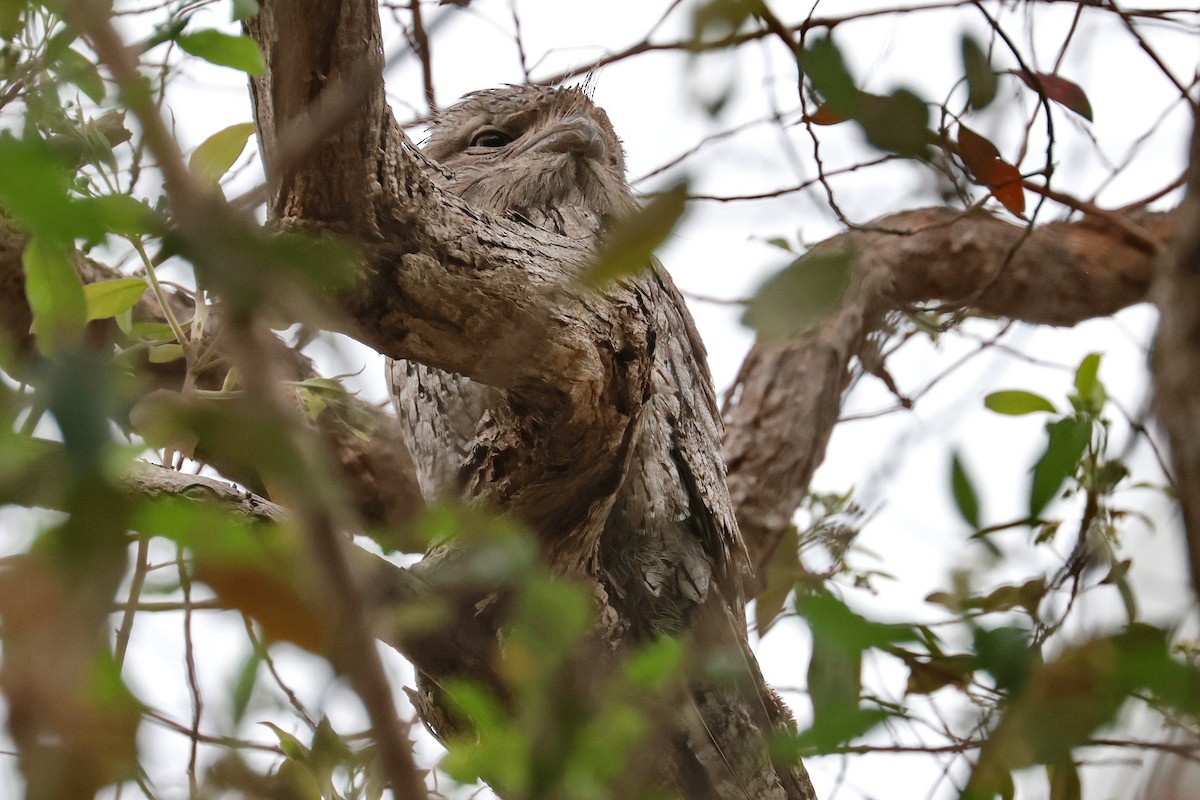 Білоніг австралійський - ML645197793