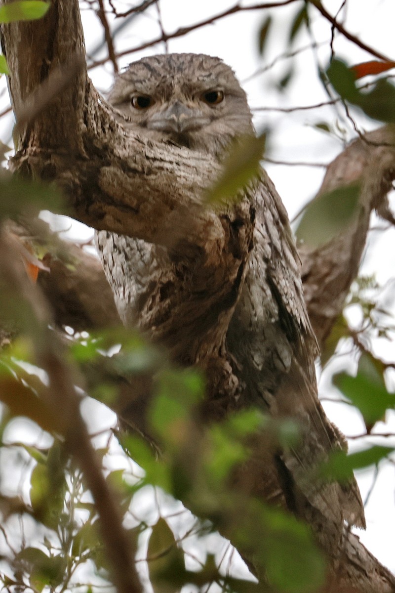 Білоніг австралійський - ML645197794