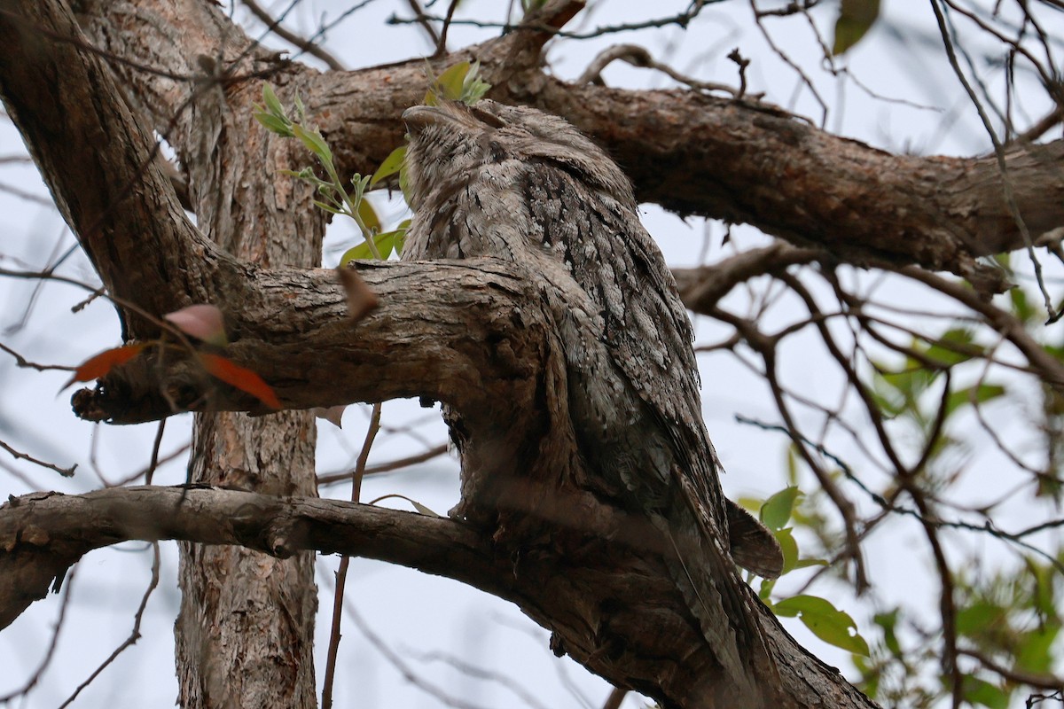 Білоніг австралійський - ML645197795