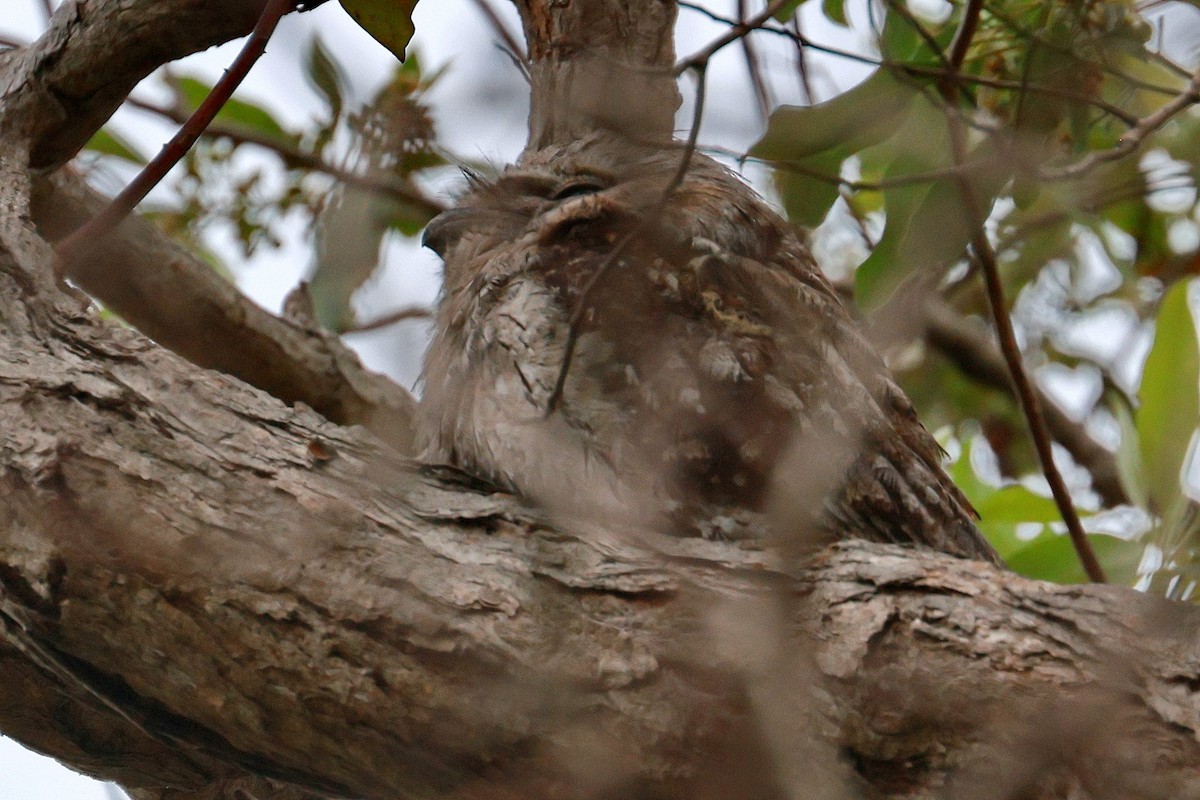 Білоніг австралійський - ML645197796