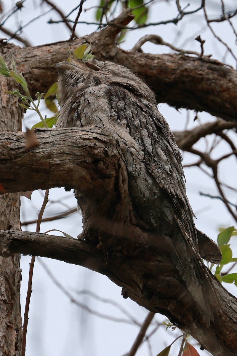 Білоніг австралійський - ML645197797