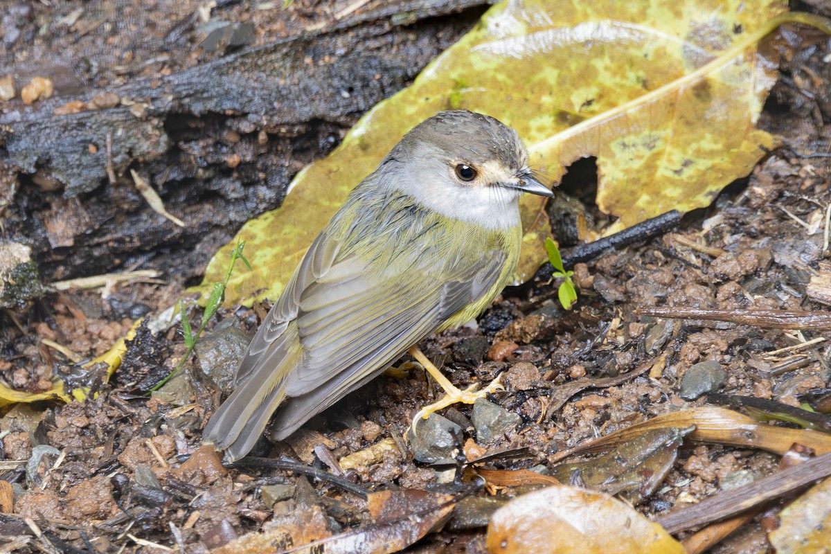 Висвистувач австралійський - ML645197798
