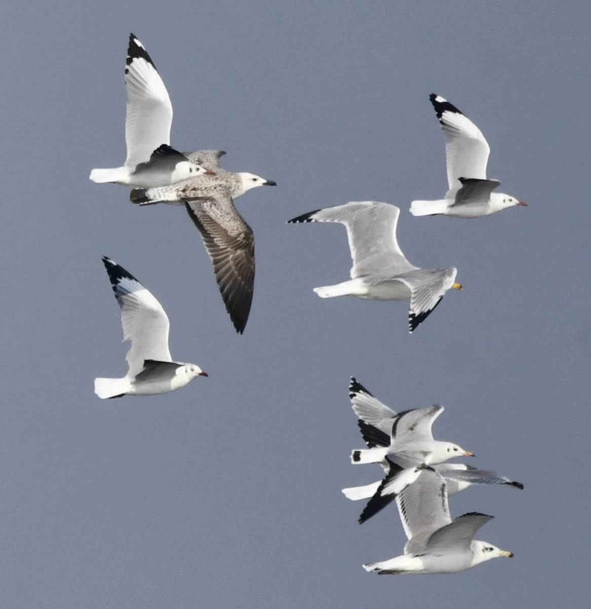 Мартин чорнокрилий - ML645197799