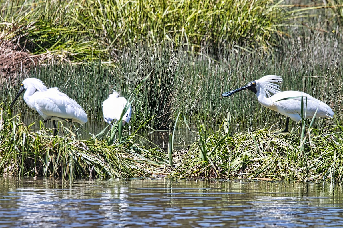 Косар королівський - ML645197800