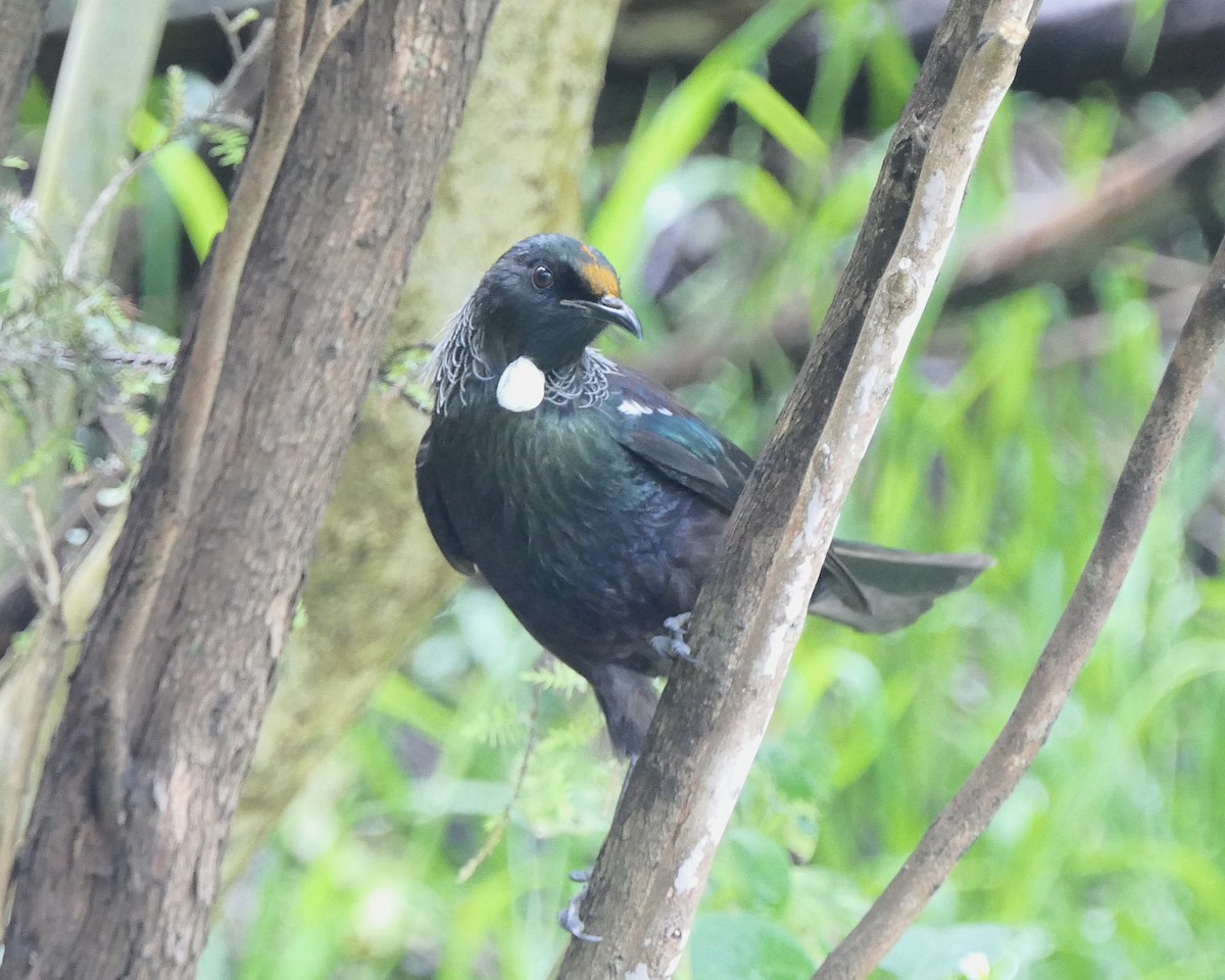 Пое - ML645197801