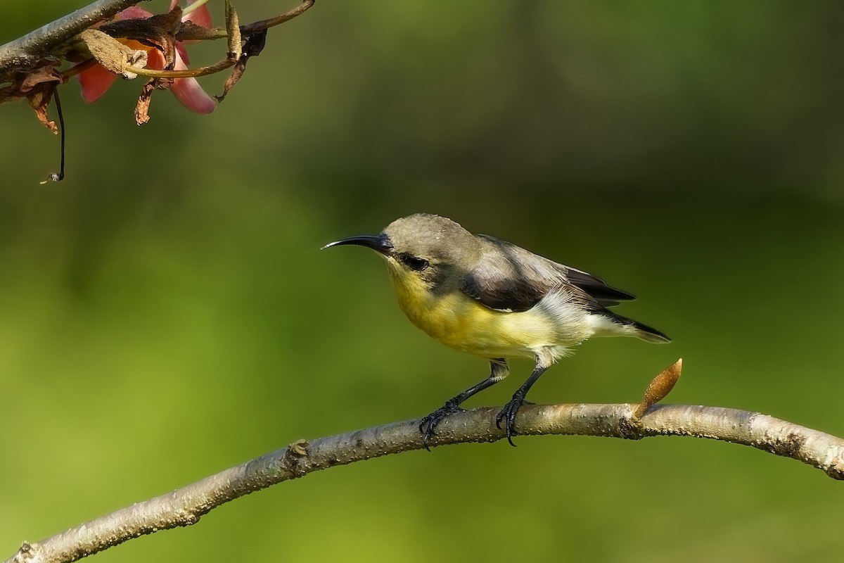 Маріка пурпурова - ML645197804