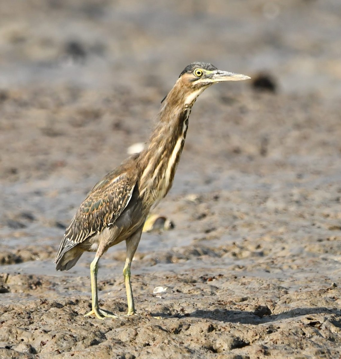 Чапля мангрова мала - ML645197805
