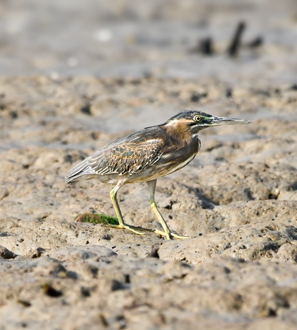Чапля мангрова мала - ML645197806