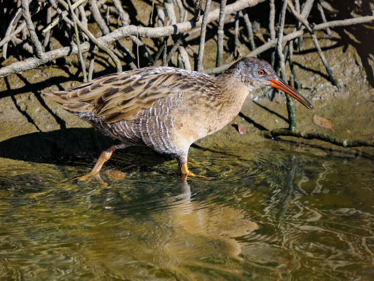 Пастушок узбережний (підвид saturatus/scottii) - ML645197809