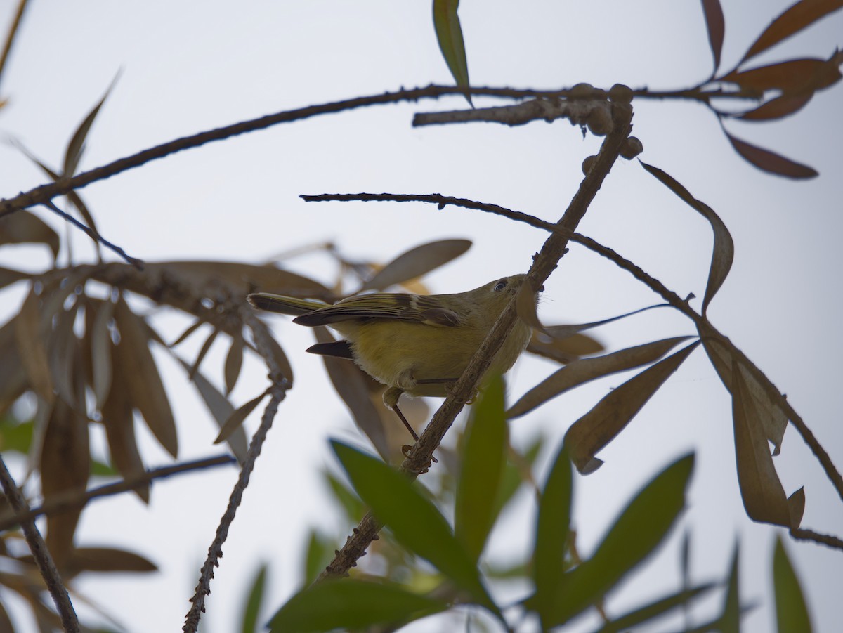 Золотомушка рубіновочуба - ML645197810