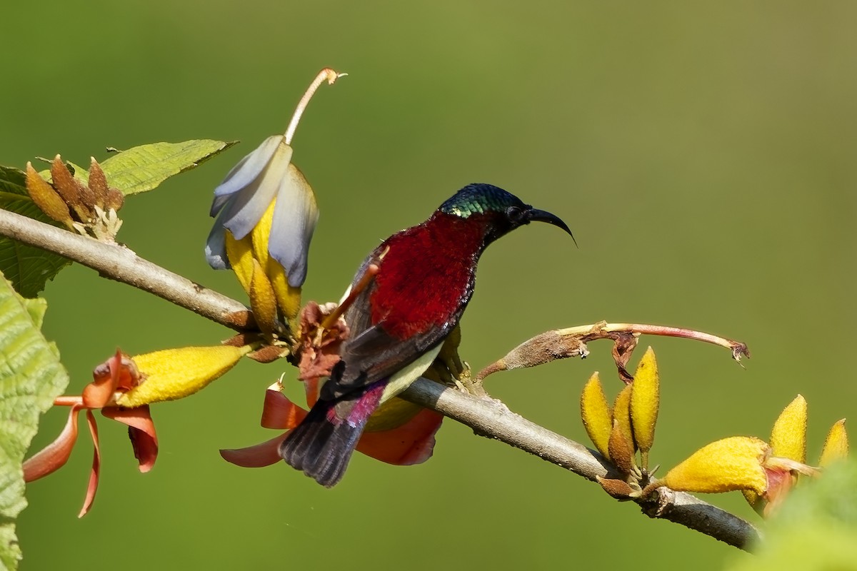 Нектаринка мала - ML645197815